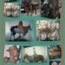 collage cochinero