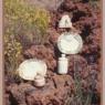 decor. 6