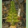 fuent 4