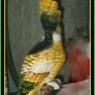 loro 5